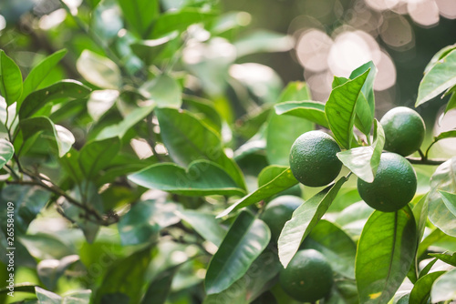 lime fruits on the tree