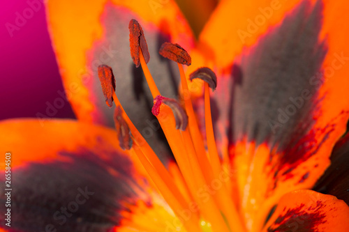 A beautiful orange Lily (Lily Allen) in full flower in the spring sunshine.  Growing in my back garden in Cardiff, South Wales, UK photo