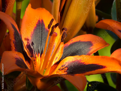 A beautiful orange Lily (Lily Allen) in full flower in the spring sunshine.  Growing in my back garden in Cardiff, South Wales, UK photo