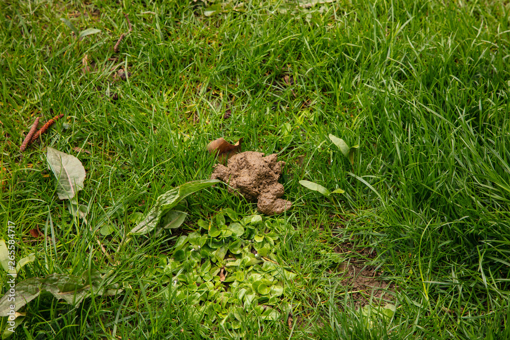 dog droppings on the grass in a public park