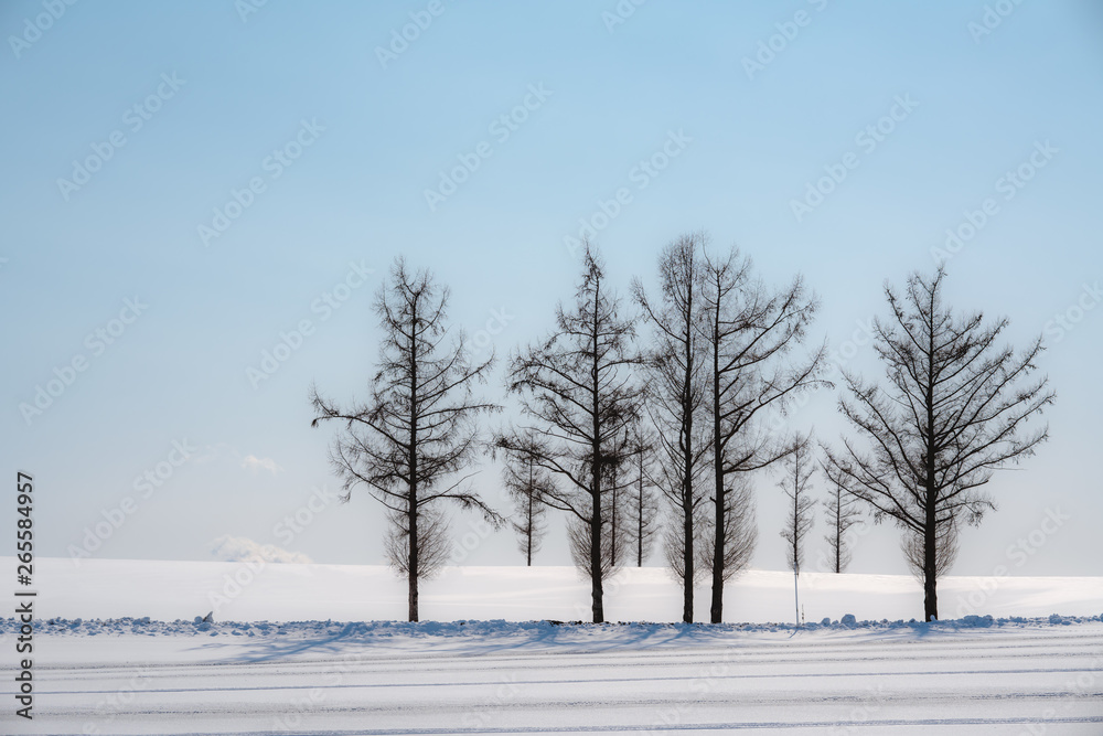 Obraz premium A group big Christmas tree stand on snow ground with beautiful blue sky at background. Location is in Biei-cho located in the southeastern part of Asahikawa city, Hokkaido, Japan.