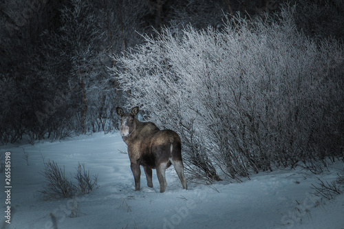 Moose in winter