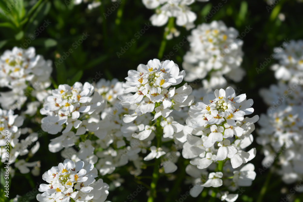 Evergreen candytuft Tahoe Evergreen candytuft Tahoe