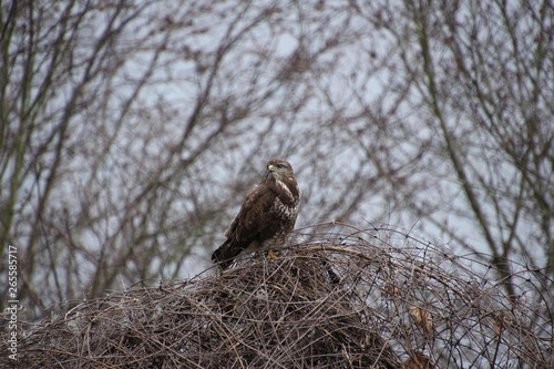 Mäusebussard, Bussard, Jagd, Wild, Vogel, Raubvogel, Wildvogel