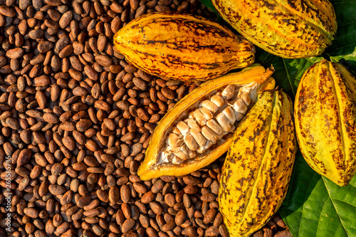 Aromatic cocoa beans as background, Cocoa Beans and Cocoa Fruits on wooden. photo