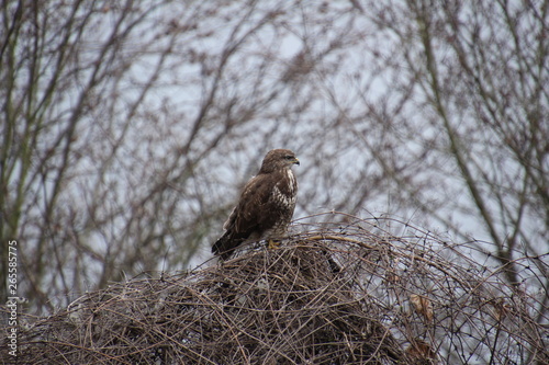 Mäusebussard, Bussard, Jagd, Wild, Vogel, Raubvogel, Wildvogel