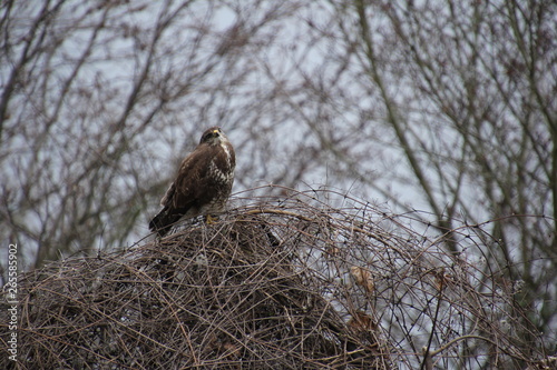 Mäusebussard, Bussard, Jagd, Wild, Vogel, Raubvogel, Wildvogel