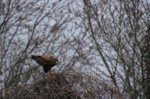 Mäusebussard, Bussard, Jagd, Wild, Vogel, Raubvogel, Wildvogel