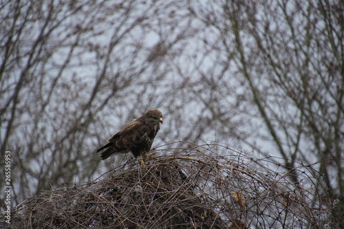 Mäusebussard, Bussard, Jagd, Wild, Vogel, Raubvogel, Wildvogel