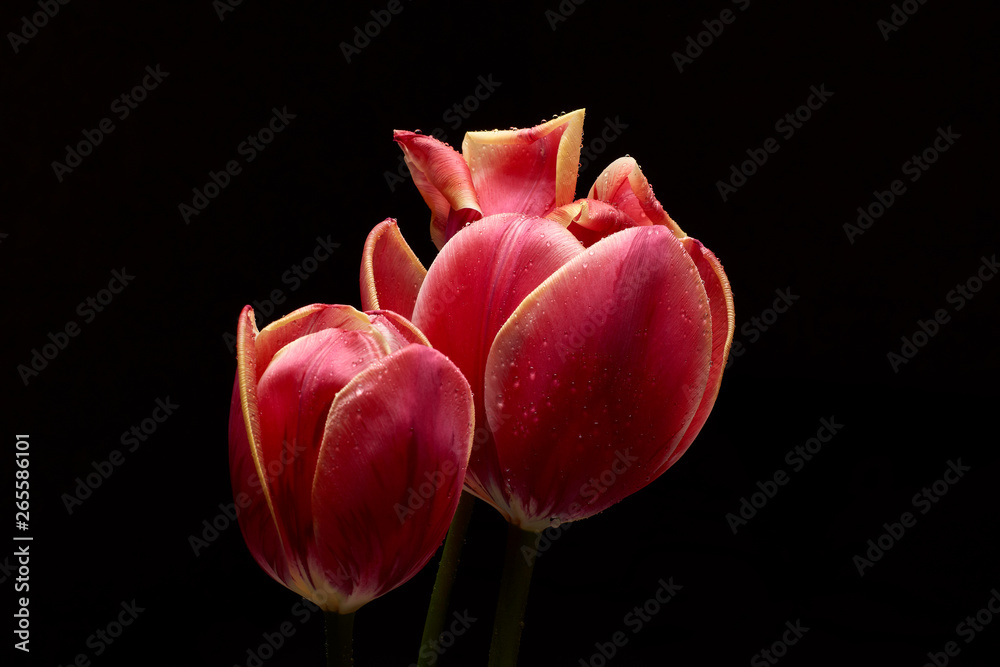 Fototapeta premium A beautiful tulip. Water drops on flower petals. Tulips on Dark background