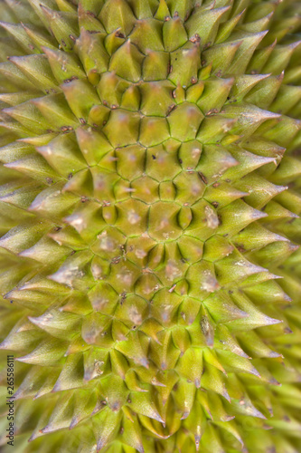 Durian fruit
