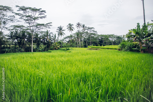 Paddy rice field in clear light day