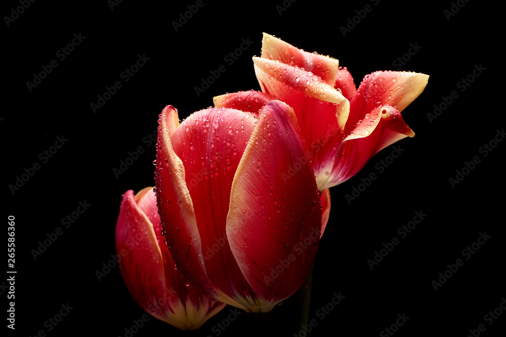 A beautiful tulip. Water drops on flower petals. Tulips on Dark background A beautiful tulip. Water drops on flower petals. Tulips on Dark background