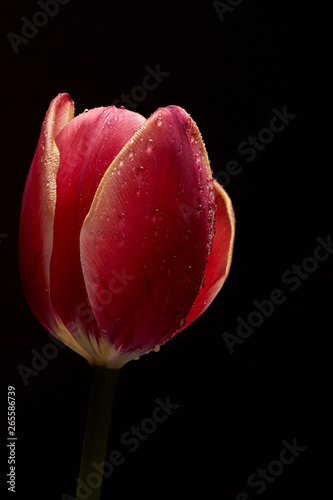 A beautiful tulip. Water drops on flower petals. Tulips on Dark background
