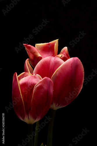 A beautiful tulip. Water drops on flower petals. Tulips on Dark background