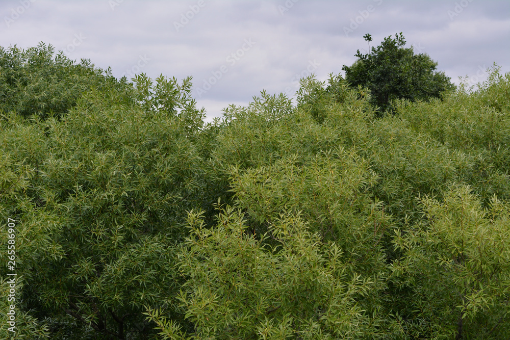 Green foliage of willow in overcast summer day.