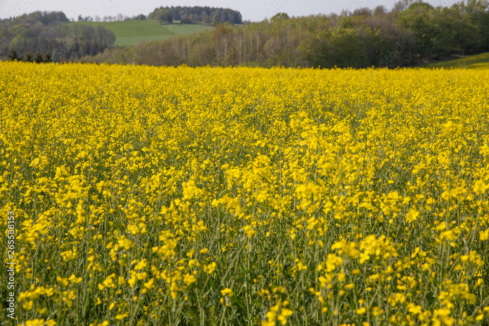 raps blühen feld gelb