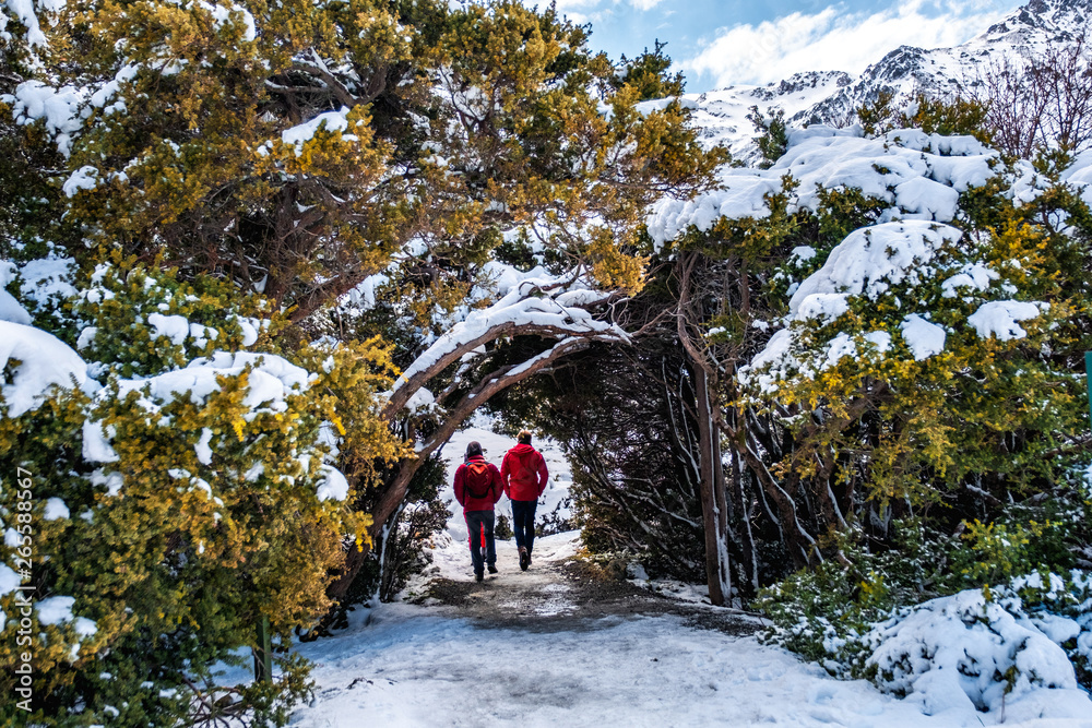 Obraz premium People walking through a trees tunnel covered with snow after a snowy day.