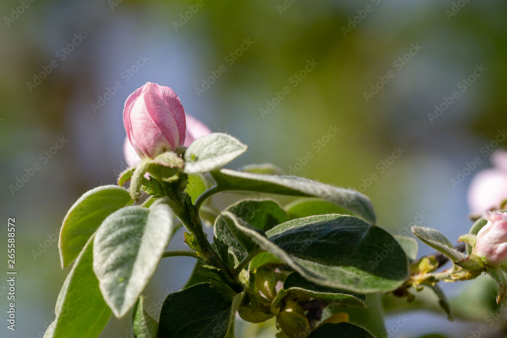 Obraz premium pale pink Bud of the quince in spring garden