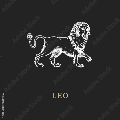 Leo zodiac symbol, hand drawn in engraving style. Vector graphic retro illustration of astrological sign Lion.