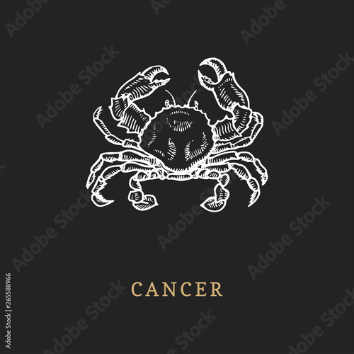 Cancer zodiac symbol, hand drawn in engraving style. Vector graphic retro illustration of astrological sign Crab.