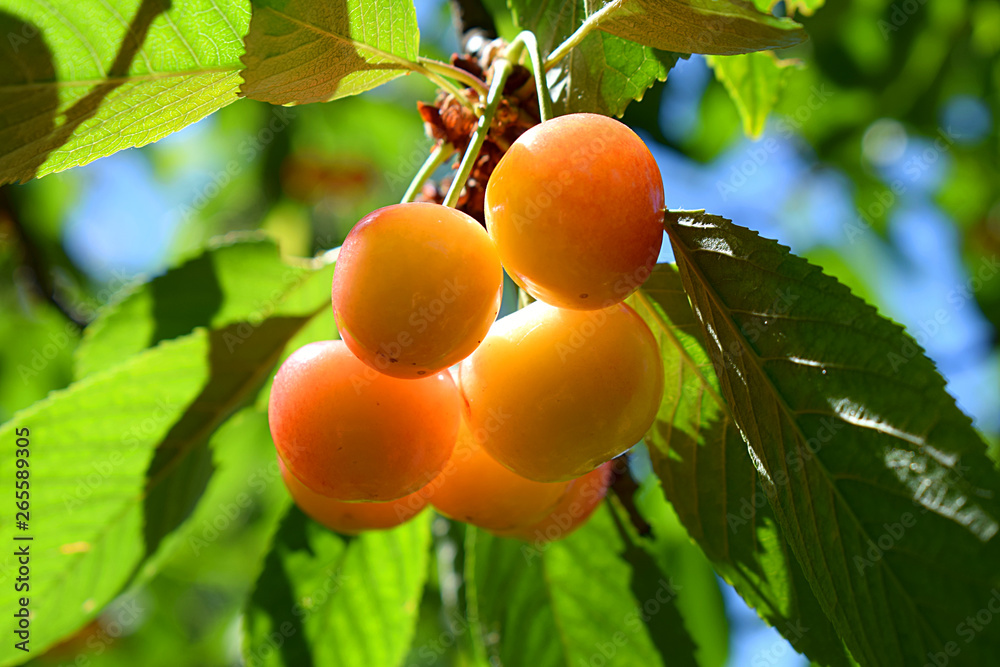 Cherries clustered on limb. Cherries clustered on limb.