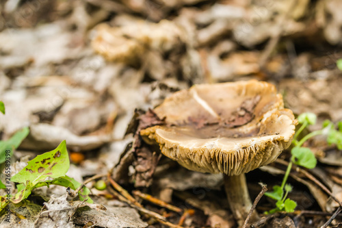 Mushroom in the forest of poplars along the river Danube