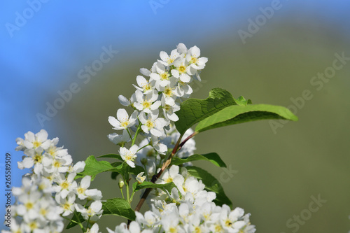 Close up of flowers on a bird cherry (prunus padus) tree photo