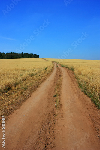 Country dirt road in a wheat field