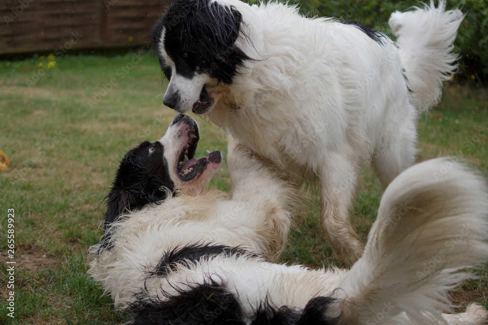 Two dogs play in the grass Two dogs play in the grass