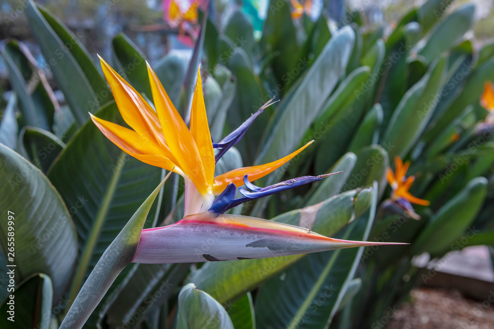 Orange and blue Strelizia bird of paradise flower in a garden. Orange and blue Strelizia bird of paradise flower in a garden.