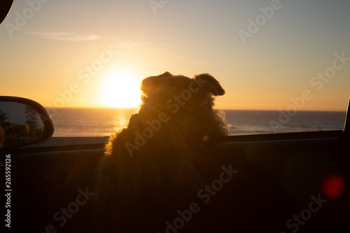 Lakeland Terrier Looking Out Of A Car Window at the Southern