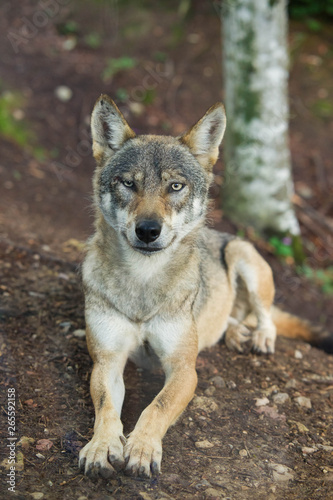 beautiful wolf in wood in trentino in italy