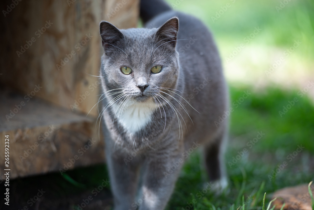 Gray cat in the nature