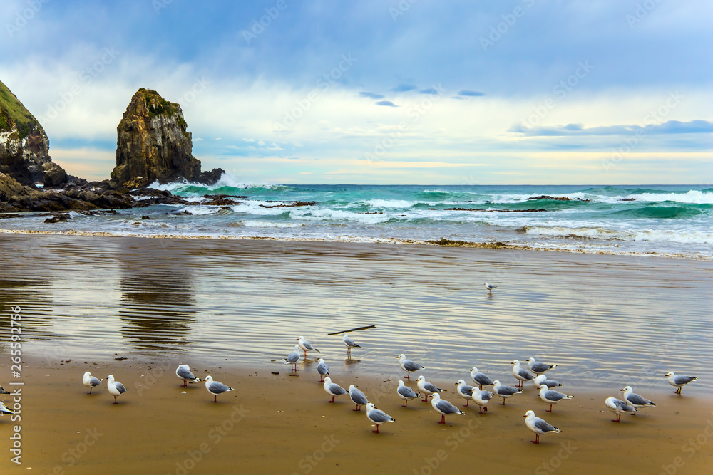 Flock of white cormorants resting Flock of white cormorants resting