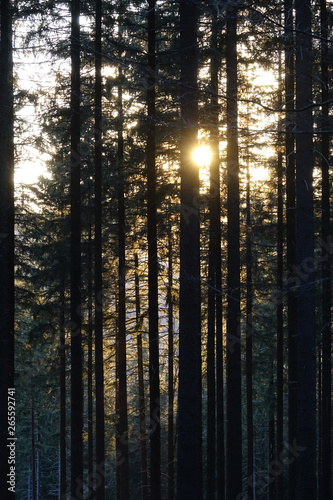 Wald mit Abendsonne photo