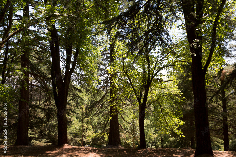 Beautiful Trees Wombat Hill Victoria Australia Beautiful Trees Wombat Hill Victoria Australia