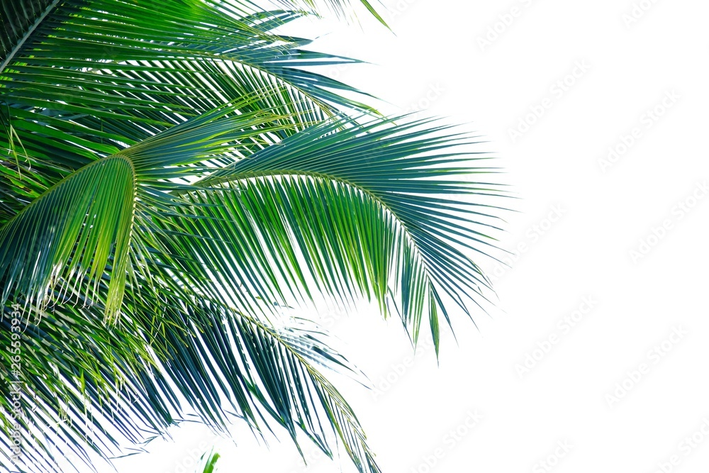 Coconut leaves with branches on white isolated background for green foliage backdrop Coconut leaves with branches on white isolated background for green foliage backdrop