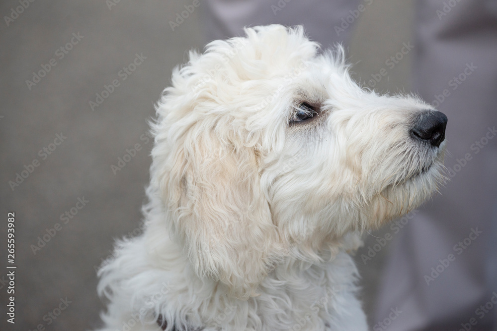 Junger Labradoodle - Hund spielt Junger Labradoodle - Hund spielt