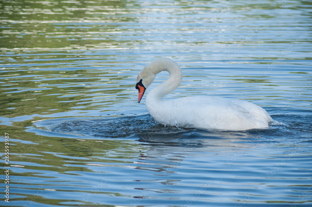 Fototapeta premium closeup of swan Making her toilet in the lake