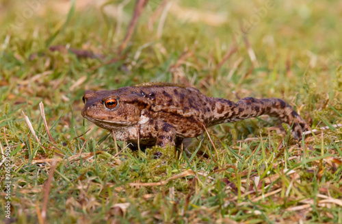 Common Toad (Bufo Bufo) in spring walking to a breeding pond. Taken at Forest Farm Nature Reserve, Cardiff, South Wales, UK