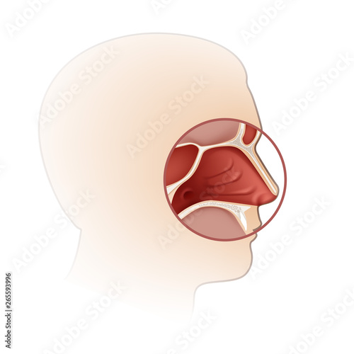 Vector human nasal cavity with head silhouette side view close up isolated on background