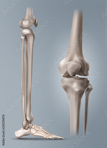 Vector medical illustration of the human leg or shin and bones of foot with knee-joint isolated on background