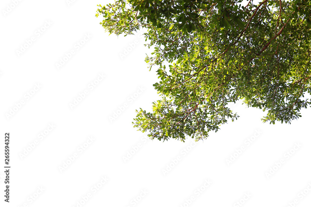 Obraz premium Green leaf and branches on white background