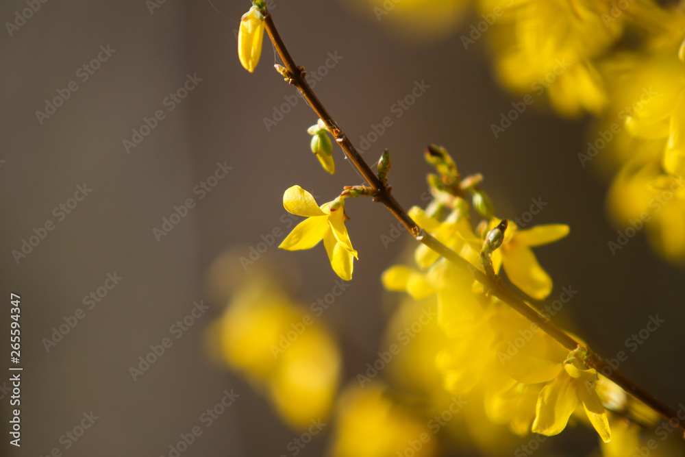 Beautiful park countryside garden view of blooming yellow small flowers with leafs. Beautiful park countryside garden view of blooming yellow small flowers with leafs.
