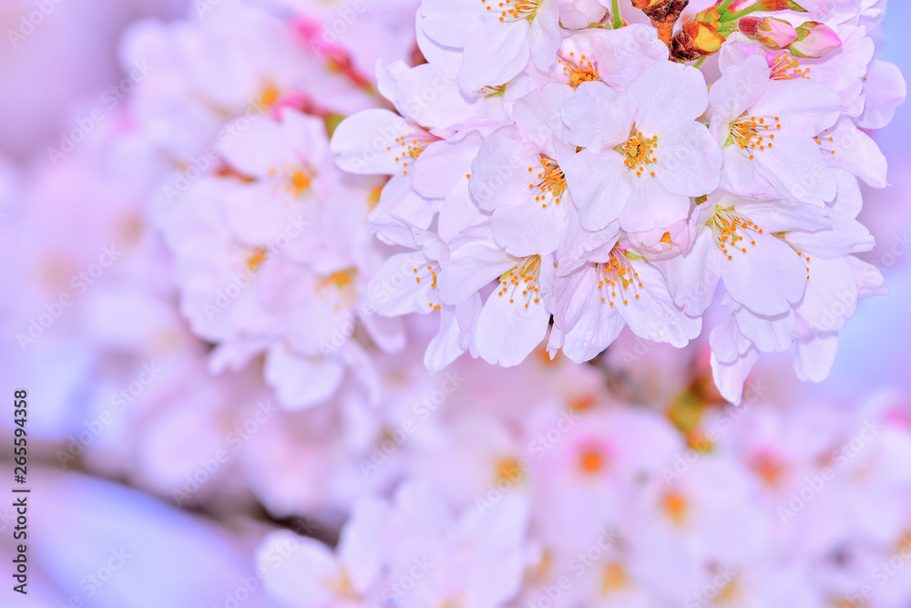 桜の開花イメージ