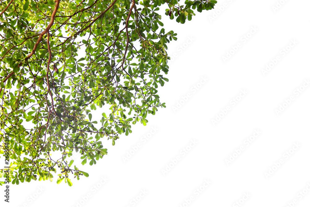 Green leaf and branches on white background Green leaf and branches on white background