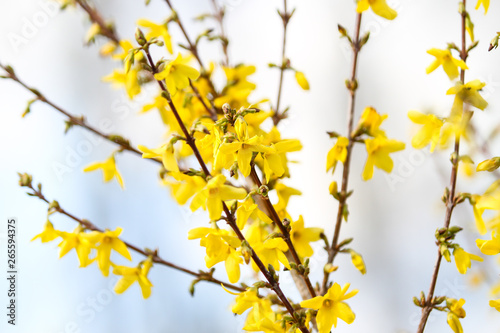 Beautiful park countryside garden view of blooming yellow small flowers with leafs.