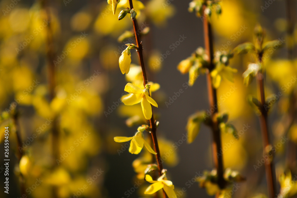 Beautiful park countryside garden view of blooming yellow small flowers with leafs. Beautiful park countryside garden view of blooming yellow small flowers with leafs.