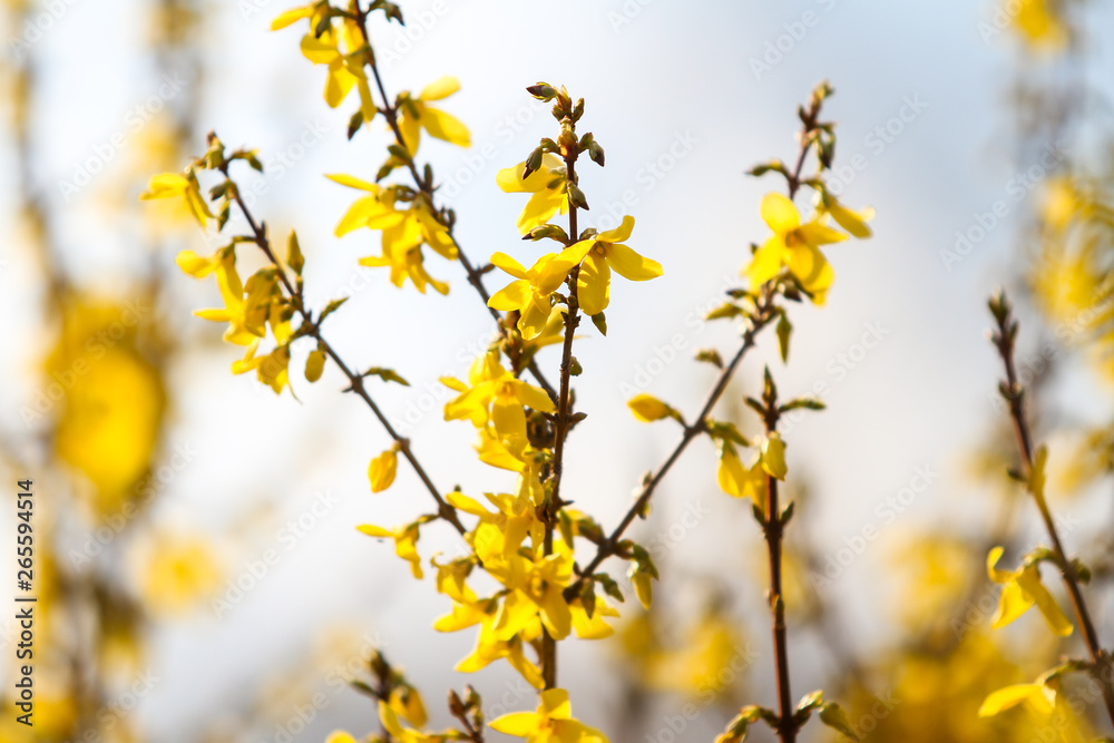 Beautiful park countryside garden view of blooming yellow small flowers with leafs. Beautiful park countryside garden view of blooming yellow small flowers with leafs.